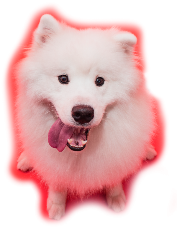 Cachorro feliz