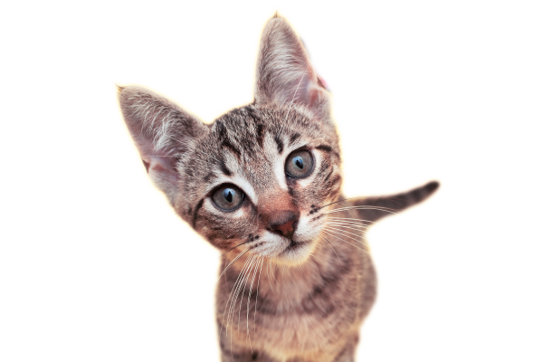 Gato curioso